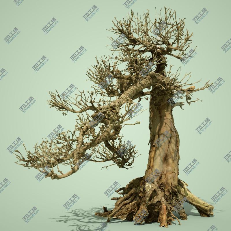 images/goods_img/2021040164/3D Stylised Dead Tree Collection/4.jpg